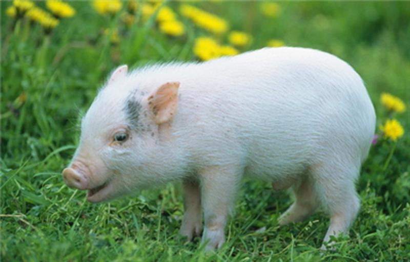 仔猪气喘用什么药最好,仔猪气喘病用什么药