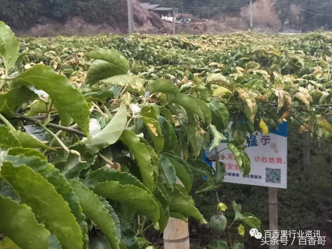 百香果小苗怎么防霜冻,百香果被霜冻怎么办