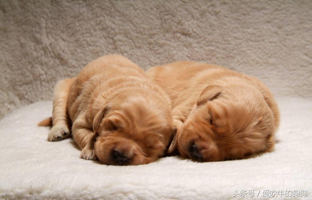 买狗被人骗了,买狗如何避免被骗