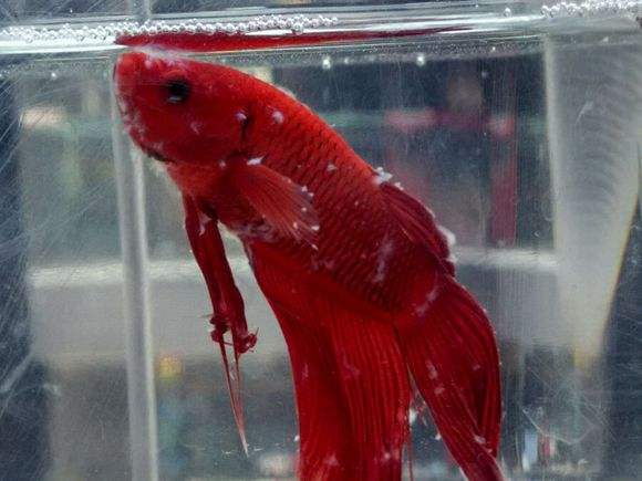 养鱼的朋友要知道的小技巧：水霉治疗方法