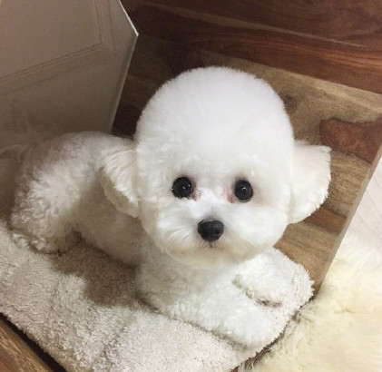 3个月比熊到处拉屎,3个月比熊往窝里尿尿怎么办