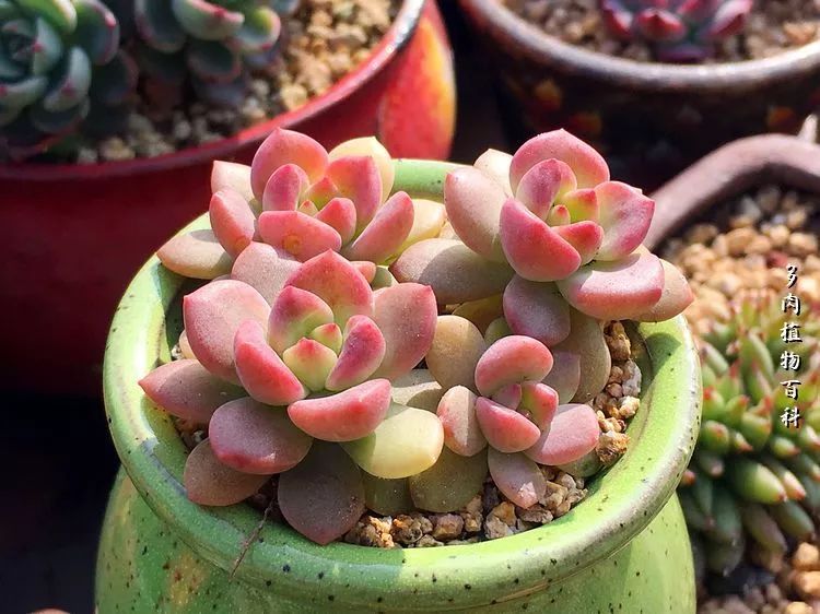 视觉盛宴美不胜收美图,视觉盛宴每个画面都美极了