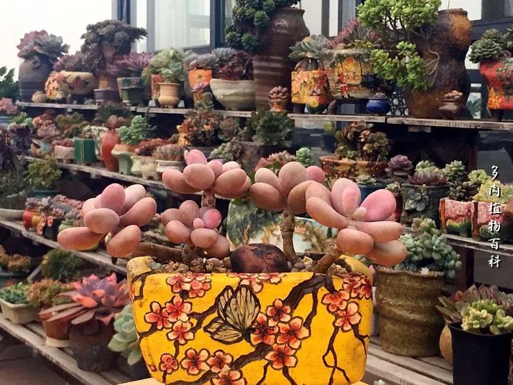 视觉盛宴美不胜收美图,视觉盛宴每个画面都美极了