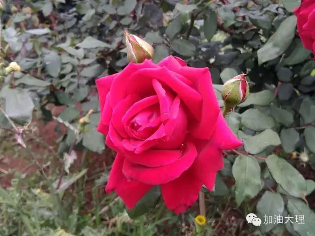 云南大理的玫瑰花海,大理的花海开了吗