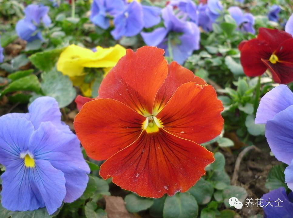 冷知识干货科普植物 (植物大战僵尸2冷门知识)