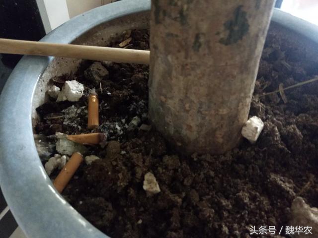 发财树浇了很多废油会死吗,发财树生虫把枝剪掉还能长出来吗