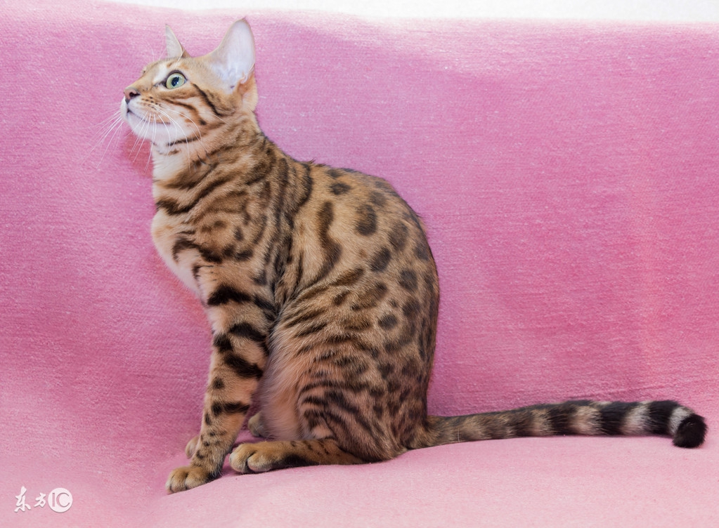 最不容易生病的猫咪品种,世界上最可爱的猫咪品种