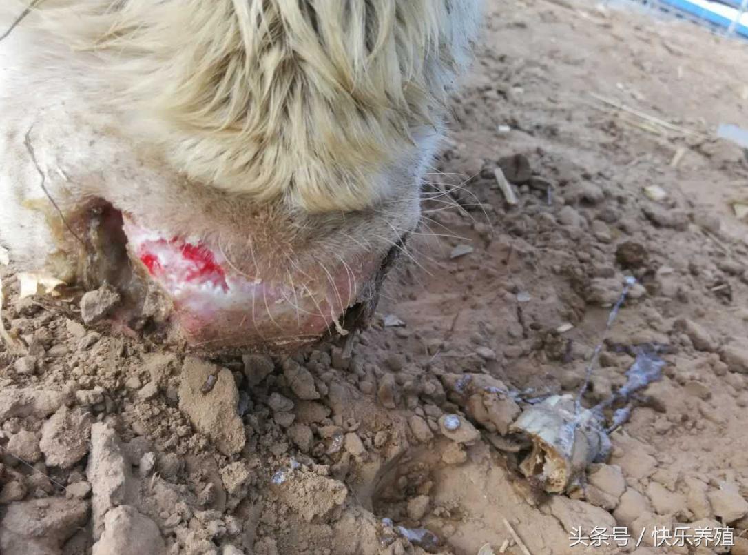 牛口蹄疫的蹄子肿了怎么治疗,牛得口蹄疫的牛舍以后还能养牛吗