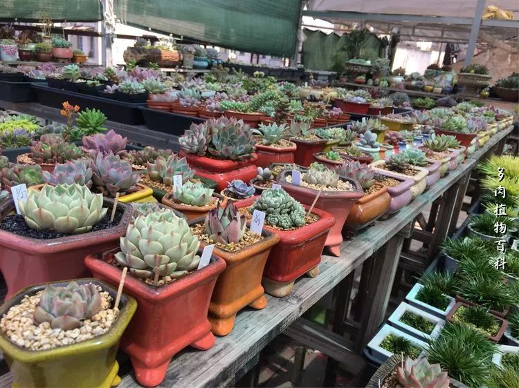 视觉盛宴美不胜收美图,视觉盛宴每个画面都美极了