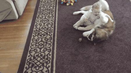 生活妙招：怎样去除狗狗身上的虱子？