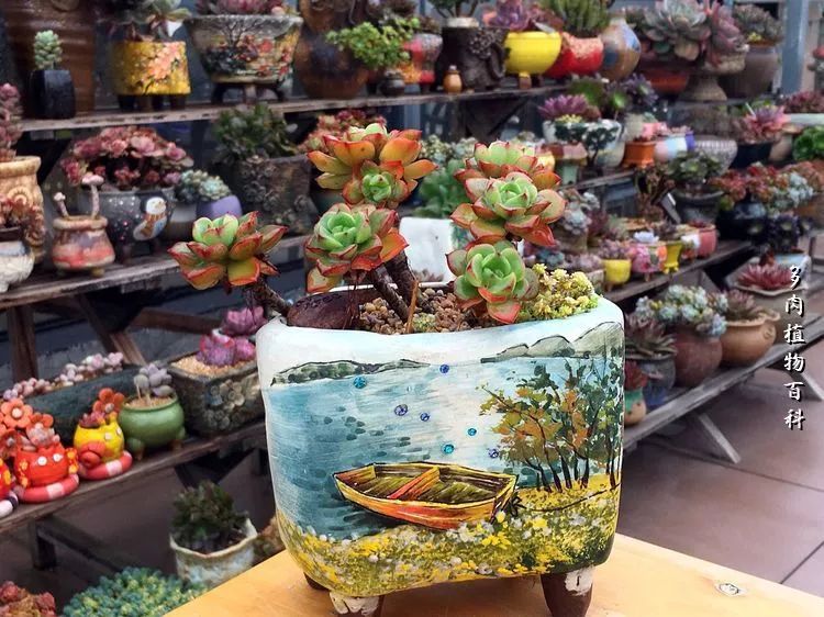 视觉盛宴美不胜收美图,视觉盛宴每个画面都美极了