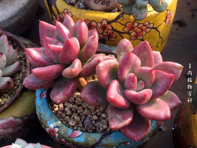 视觉盛宴美不胜收美图,视觉盛宴每个画面都美极了