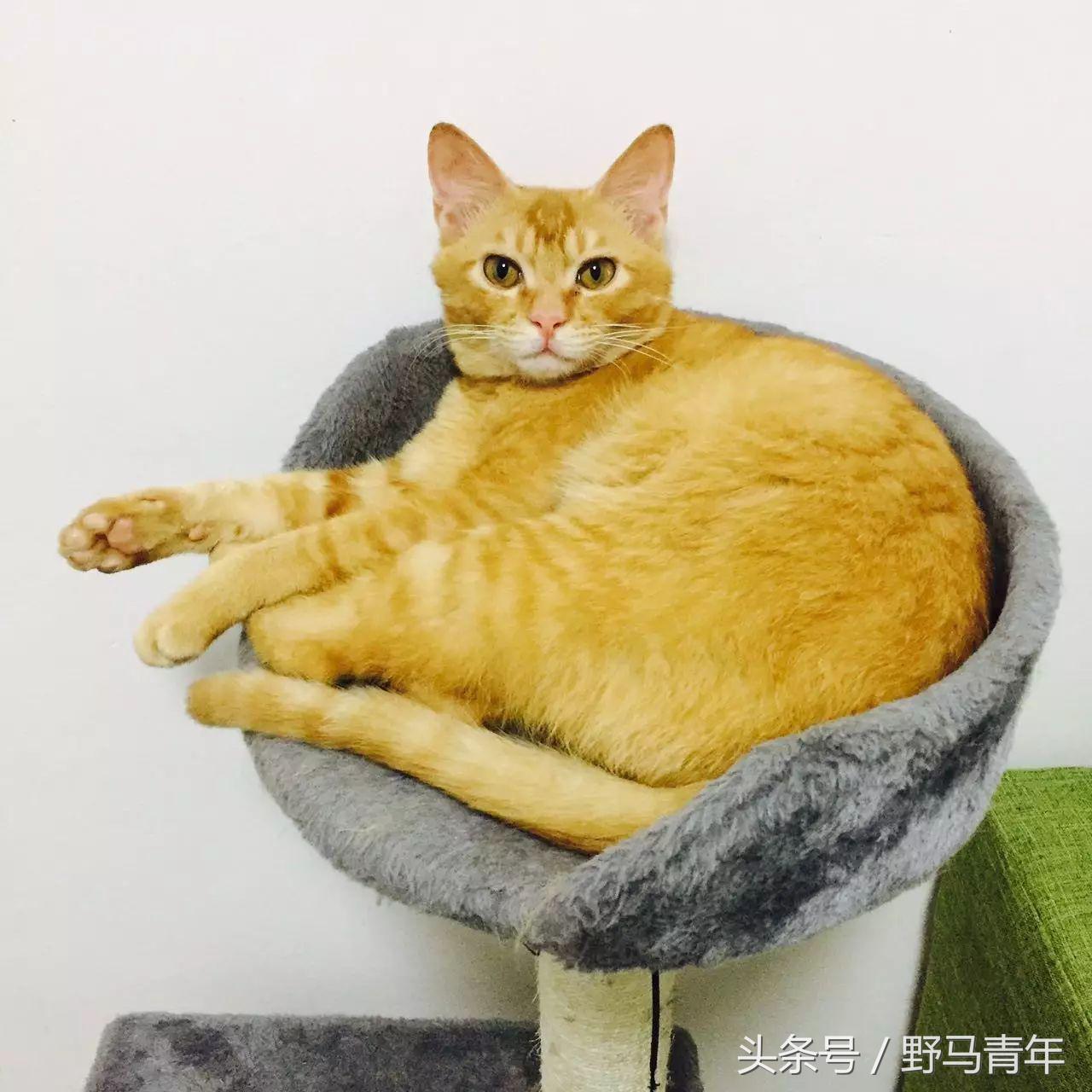 我一句说说而已，朋友就给我送了一只橘猫，结果她现在快20斤重