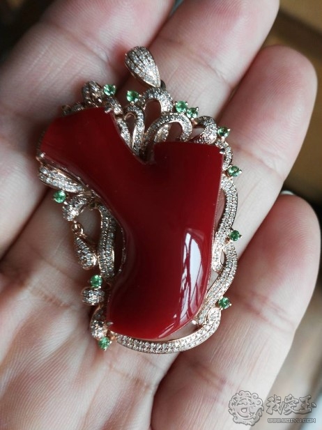 什么样的珊瑚是最好的,最好看的十种珊瑚