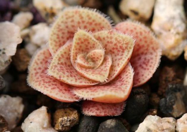 外形长的和宽叶花簪较像的梦巴如何养殖，老花匠来教你