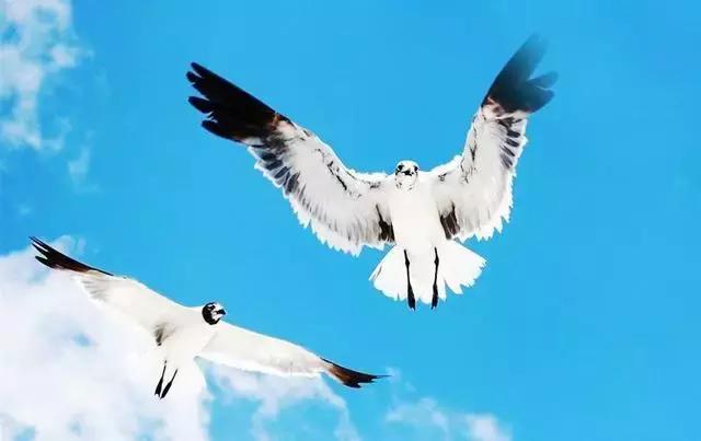 金庸最迷人的情话,说不完道不尽之类的词句