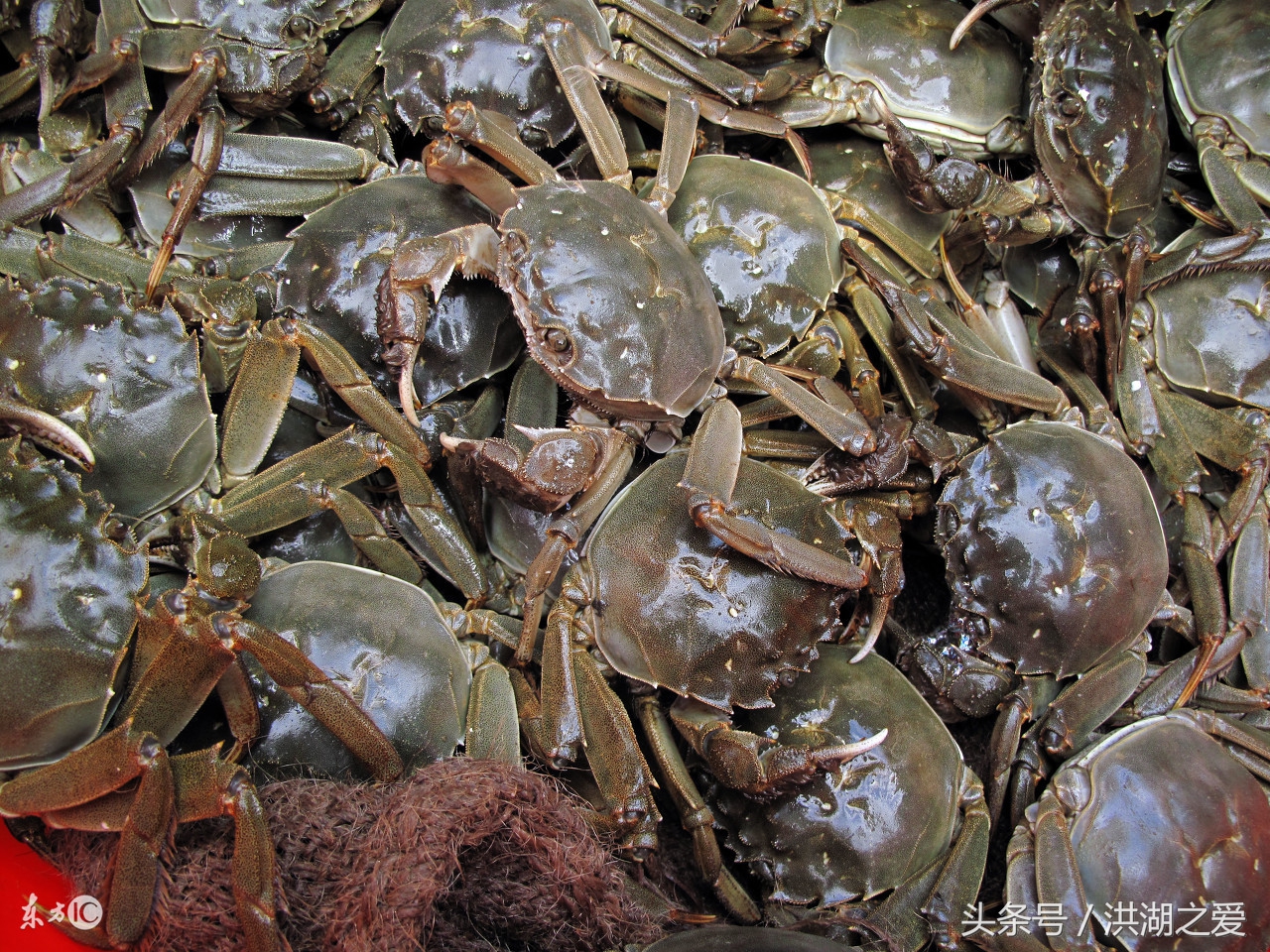 抓河蟹的方法和技巧,抓螃蟹的方法和抓鱼的方法