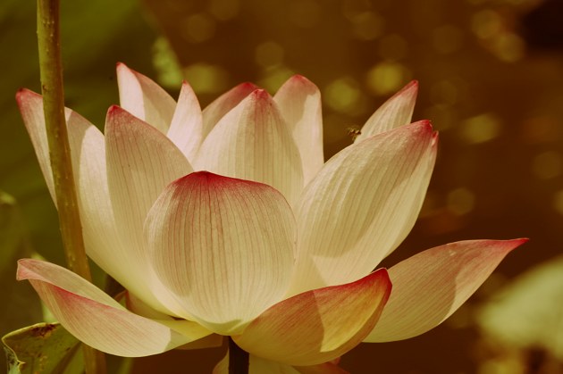 佛系儒系法系道系什么梗,最近很火的佛系是什么梗