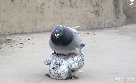 种鸽不配对不下蛋是什么原因,种鸽配对不下蛋可以孵鸽蛋吗