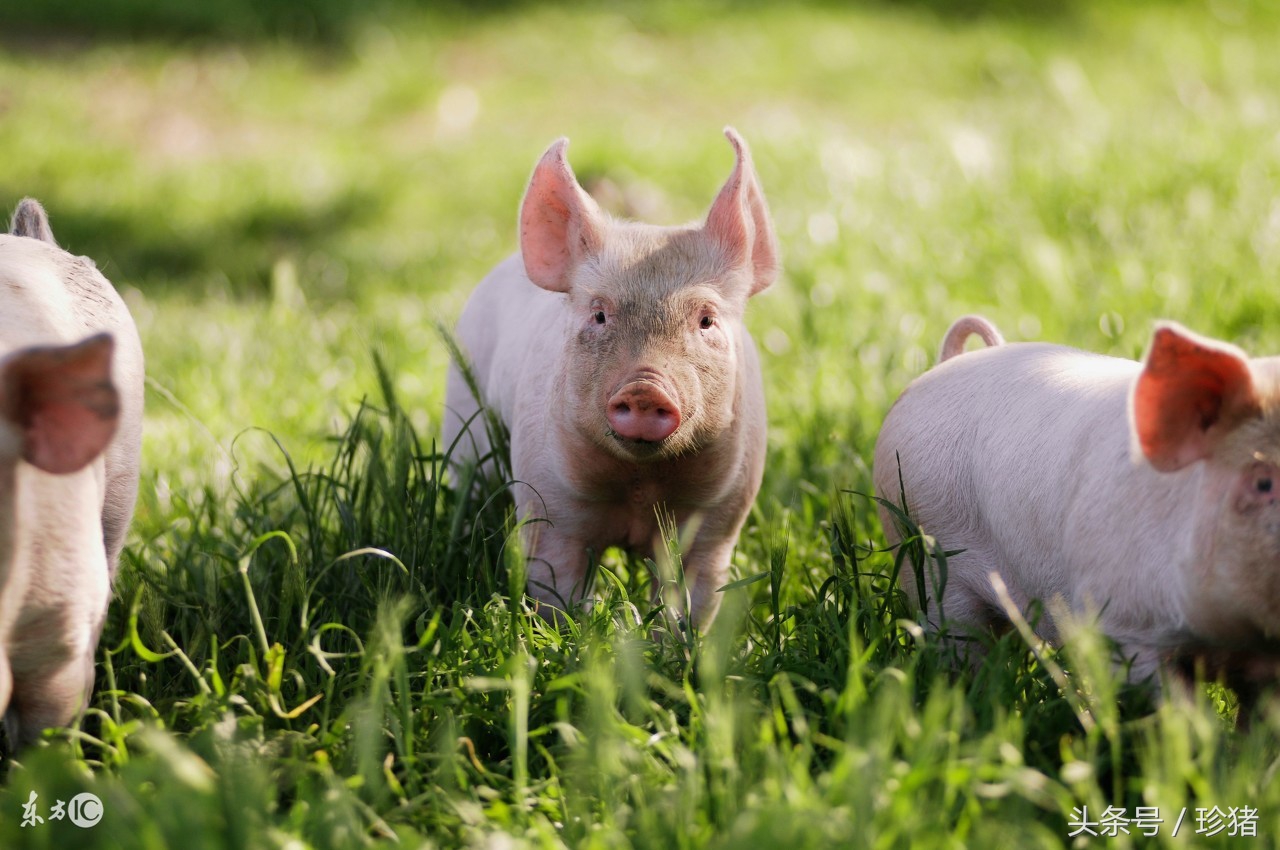 猪裂蹄病例及原因,猪裂蹄站不起来怎么治疗