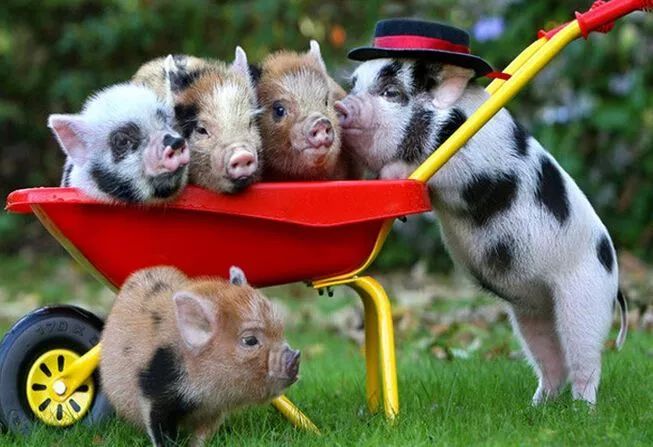 亲子推荐│蝶梦山丘—让蝶入梦、与蝶共舞