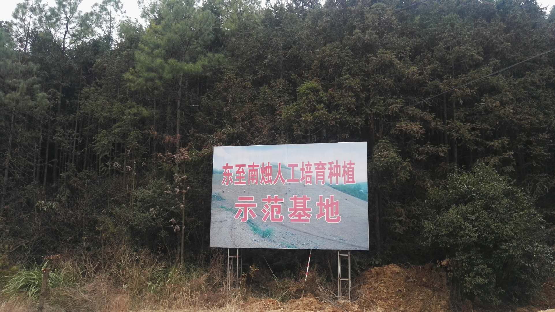 黑发最有效的中草药,黑发效果最好草药