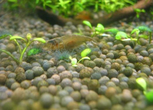 草缸怎么避免长藻,长黑毛藻的水草泥怎么处理