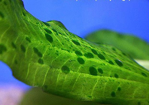 草缸怎么避免长藻,长黑毛藻的水草泥怎么处理