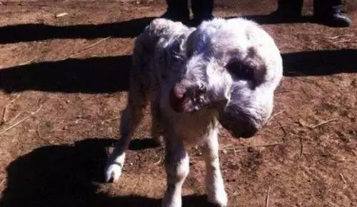 张家口羊房堡怪事,张家口十大怪物