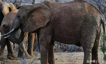 翡翠原石老料子,翡翠原石老皮壳是什么意思