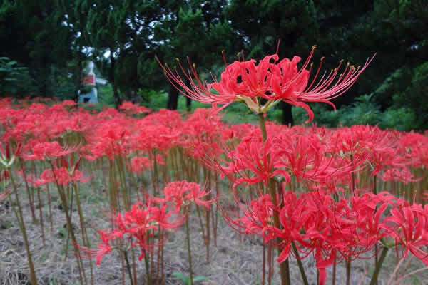 世界上十大最奇特的草之-没有“情意”的无义草（彼岸花）