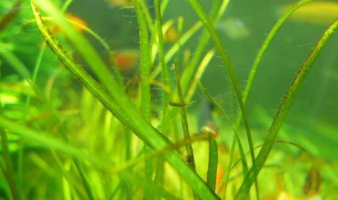 草缸怎么避免长藻,长藻怎么处理最好