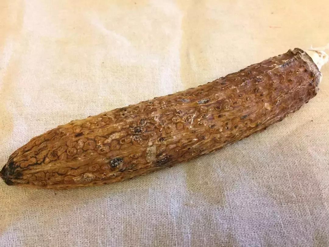 一根苦瓜茶的故事：看到最后忍不住想“暴打”习茶君