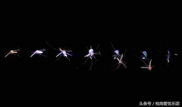 专门消灭蚊子的激光炮,激光炮打蚊子技术