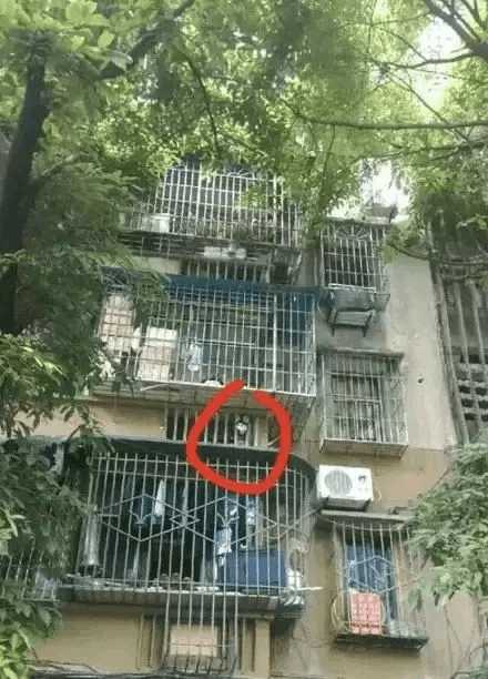 哈士奇千千万，目前网上的“网红”哈士奇是哪条呢？