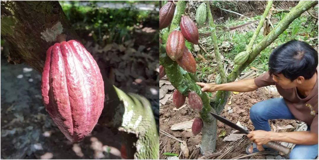 全球最好吃的巧克力的全名,巧克力世界级