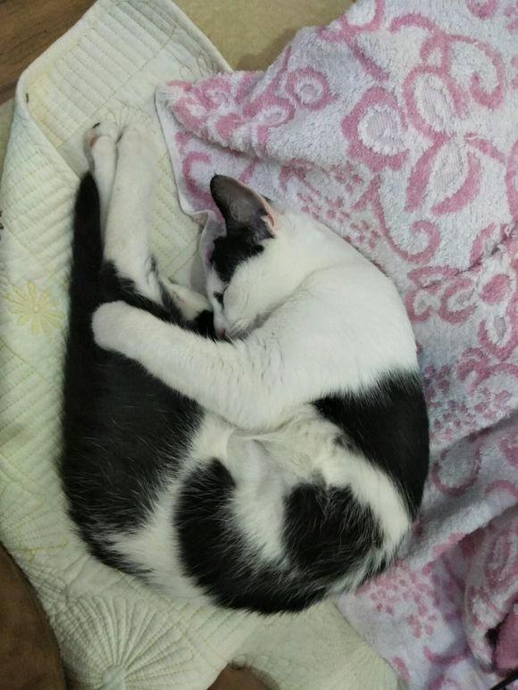 中华田园猫一般去哪里买,去猫市场买中华田园猫