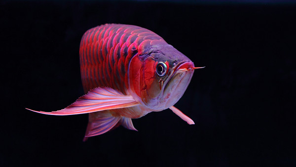 会看日历的你看得懂鱼的日历么？