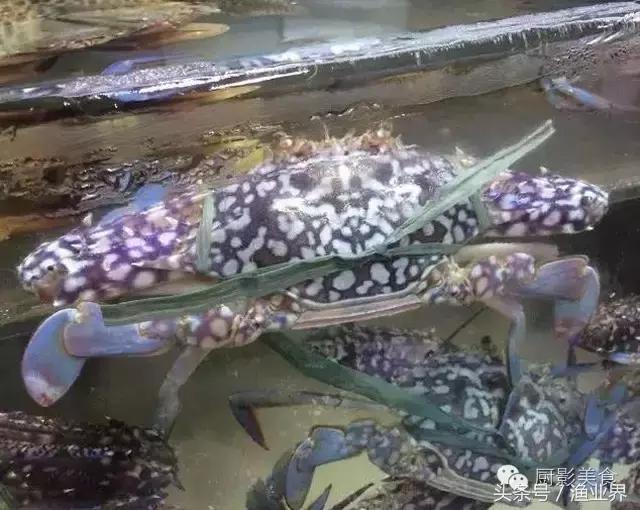 中国的螃蟹,螃蟹大赏的图片