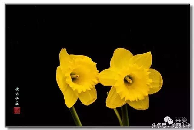 大v脸教程,大脸做出来的v脸图