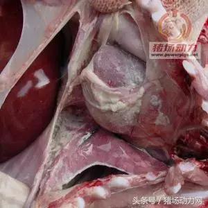 猪肺煮熟里面切开有黑块,解剖猪肺一边红一边黑