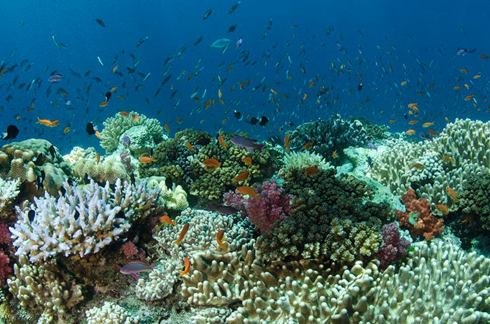 重庆汉海海洋公园团购,重庆汉海海洋公园