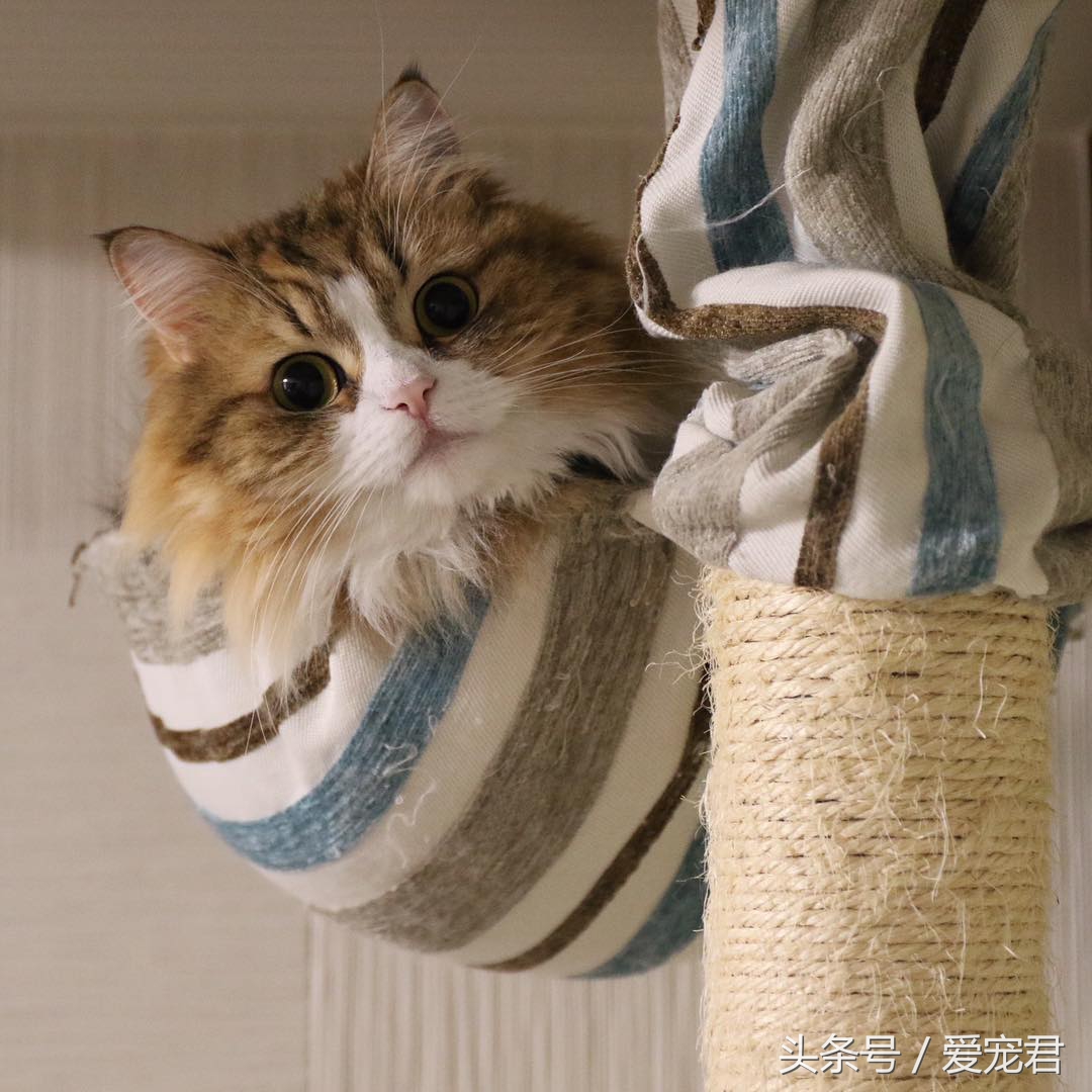 猫咪乱咬东西怎么纠正,猫咪乱咬东西怎么教训它