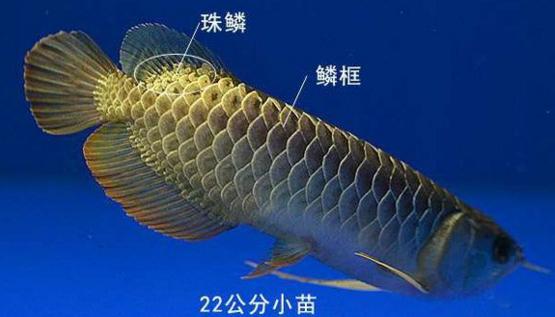 金龙鱼幼鱼,生态缸养金龙鱼幼鱼