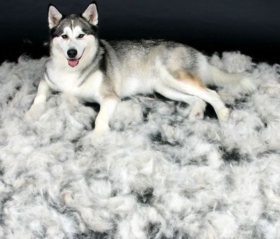 狗狗皮肤发红发痒掉毛是什么病,狗狗掉毛一块一块的是什么原因