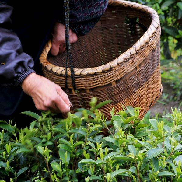 终须滚水走一趟，养就壶中满目春