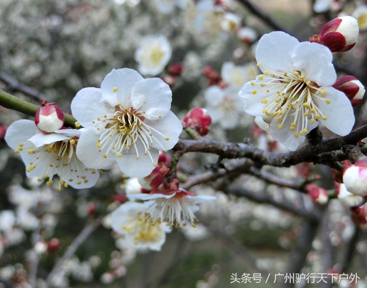 从化石门公园赏红叶旅游团,从化石门森林公园赏梅花路线