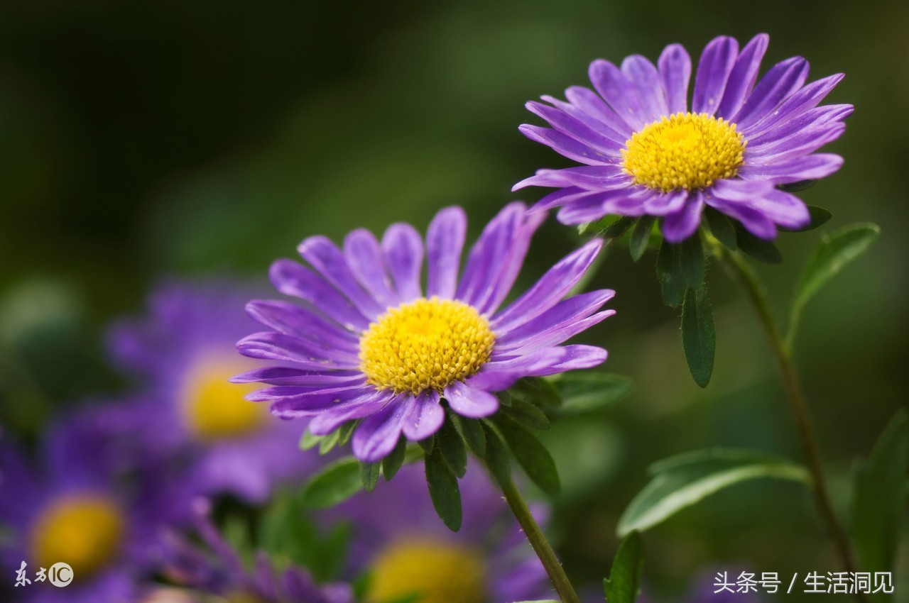 怎么样才能识破诈骗手段,生活处处是骗子套路