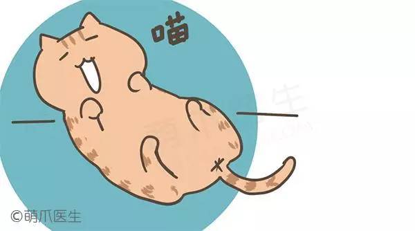 怎样让猫咪快速生宝宝,怎样有助于猫咪生孩子