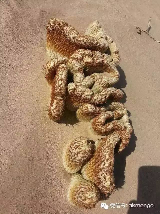 蒙古阿拉善肉苁蓉,阿拉善苁蓉生长在哪儿